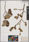 Foto von Salix caprea L.
